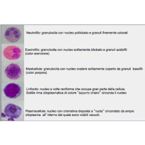 Cellule dell'immunoflogosi